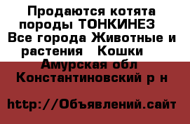 Продаются котята породы ТОНКИНЕЗ - Все города Животные и растения » Кошки   . Амурская обл.,Константиновский р-н